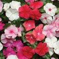 Vinca Seeds Sunsplash Peach 1000 Count Non-GMO Garden Flower Catharanthus roseus Live Plant Cutting