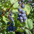 Serviceberry Cuttings 4-Pack | Amelanchier Tree Shrub | Fruit-Bearing Native Hardy Plant | Live Starter Plant or Cutting