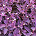 Tradescantia 'Purple Heart' Cuttings – Organic Wandering Jew Plant – Live Indoor Houseplant with Purple Foliage – Easy Care, Fast Shipping