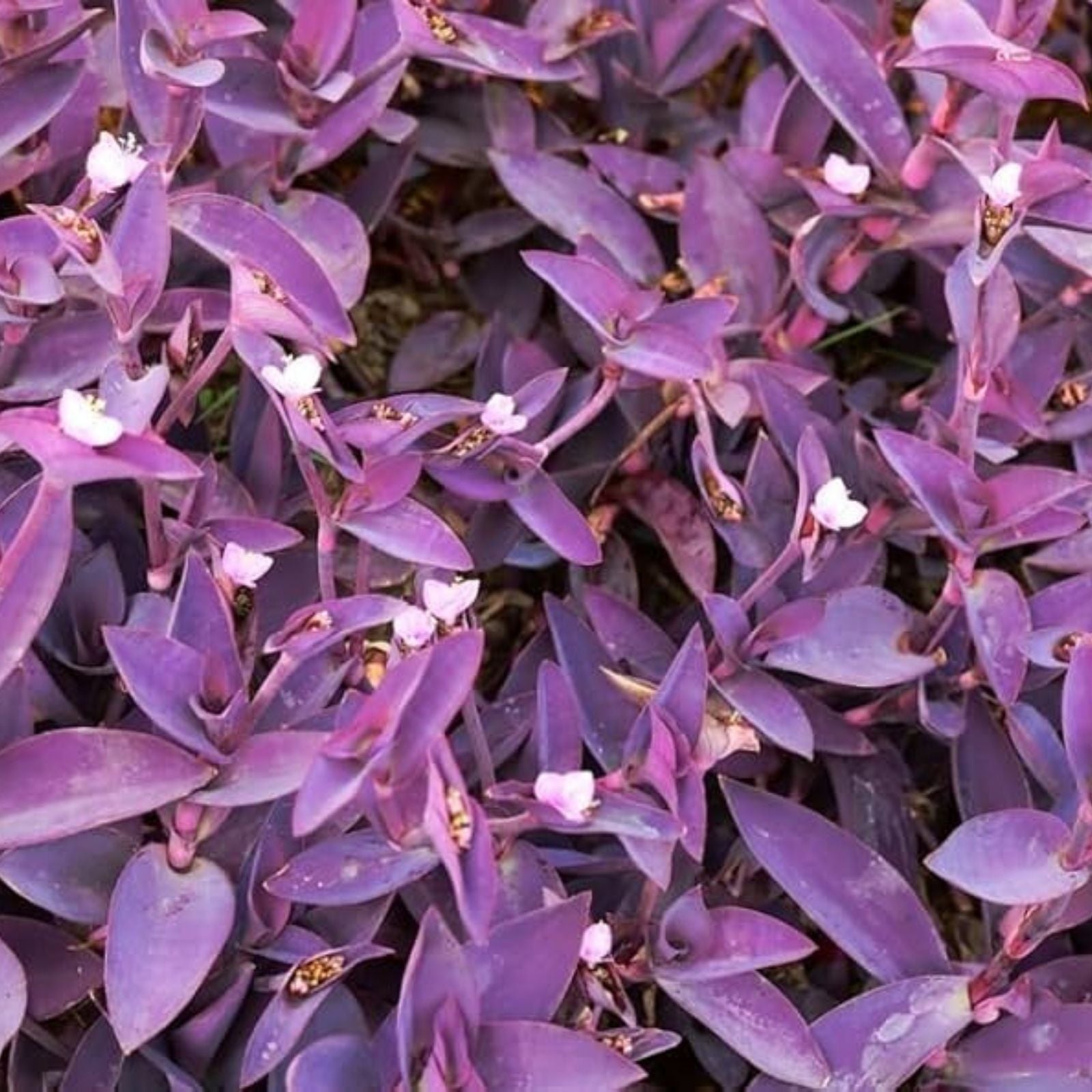 Tradescantia 'Purple Heart' Cuttings – Organic Wandering Jew Plant – Live Indoor Houseplant with Purple Foliage – Easy Care, Fast Shipping