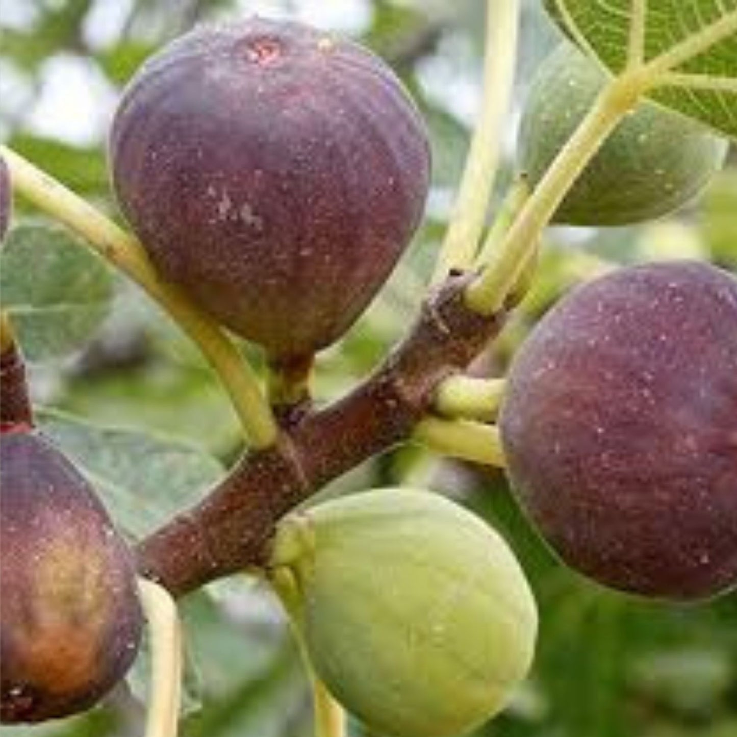 Fig Tree Cuttings Live Plant Starter – Ficus carica Bare Root Propagation, Gardening, 10 Inch