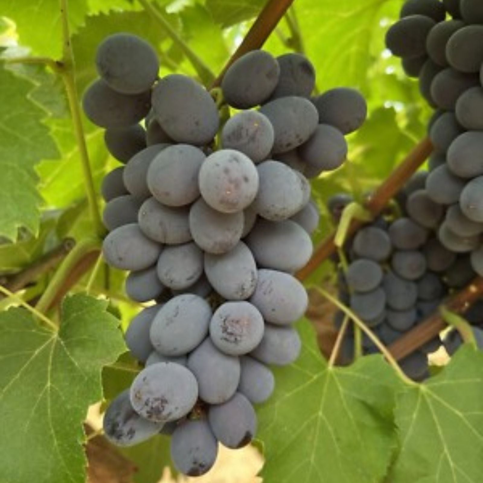 Seedless Grape Vine Cuttings – 5 Rooting/Grafting Cuttings – Asia Variety – Imported from Ukraine – BloomHavenNursery