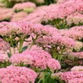 Sedum Autumn Joy Bare Root Plant - Pink Flowers - Attracts Bees - Sedum telephium 'Autumn Joy' - Fast Growing