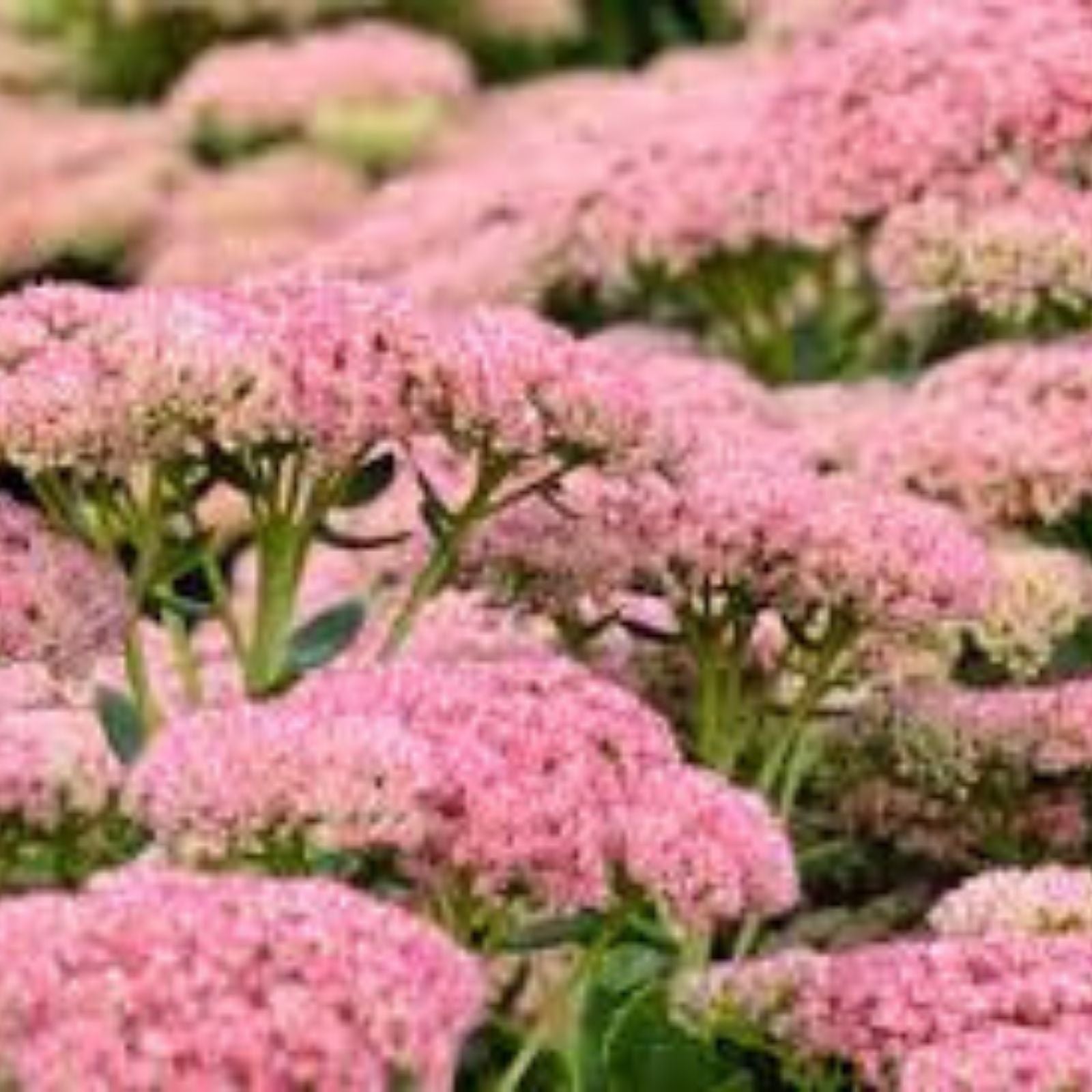 Sedum Autumn Joy Bare Root Plant - Pink Flowers - Attracts Bees - Sedum telephium 'Autumn Joy' - Fast Growing
