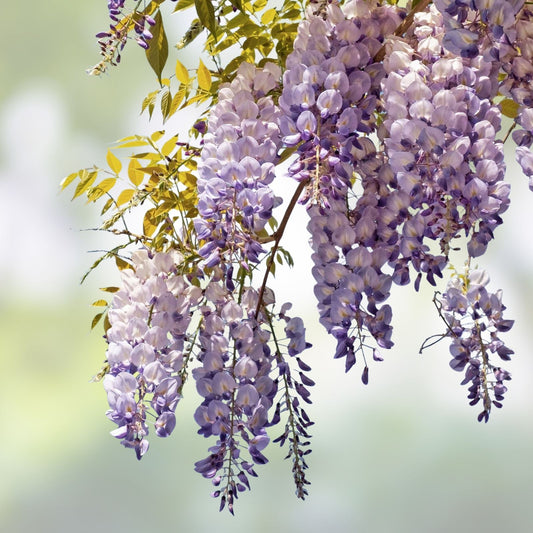 Japanese Wisteria Cuttings - Fragrant Purple Flowers - Live Plant, Starter, Bare Root, Wisteria floribunda, Garden Climber, Flowering Plant