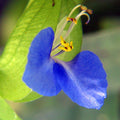 Spiderwort Day Lily Plants Wandering Jew Blue Tradescantia zebrina Live Cutting Indoor Outdoor Houseplant