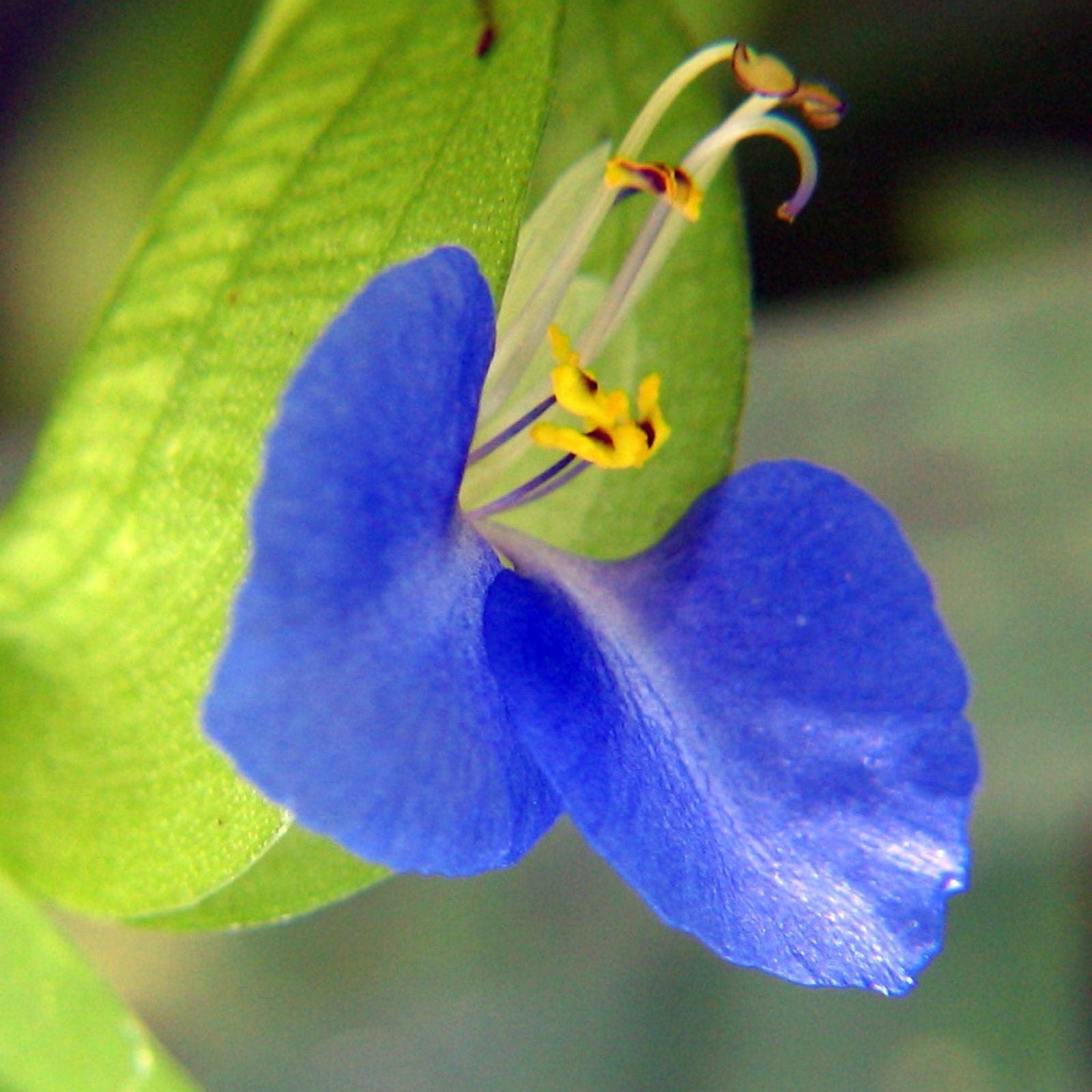 Spiderwort Day Lily Plants Wandering Jew Blue Tradescantia zebrina Live Cutting Indoor Outdoor Houseplant