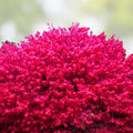 Burning Bush Live Bare Root Plant Euonymus alatus 4-8 inch Shrub for Garden Landscaping