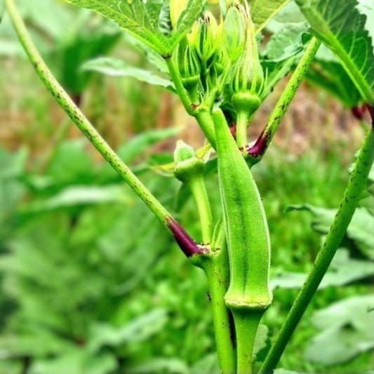 Heirloom Okra Seeds Emerald Variety Non-GMO Garden Seeds Abelmoschus esculentus 100 Pack
