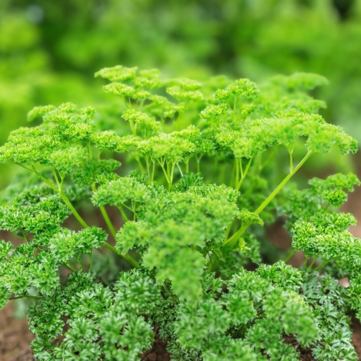 Heirloom Non-GMO Moss Curled Parsley Seeds 500 Pack Herb for Cooking Gardening Live Plant Cutting Bare Root Starter Plant