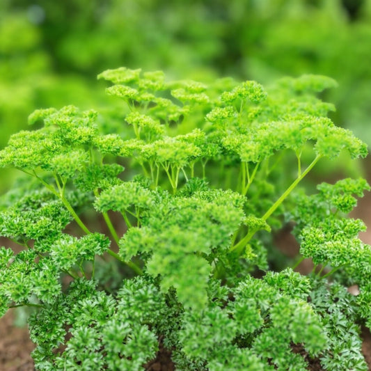 Heirloom Non-GMO Moss Curled Parsley Seeds 500 Pack Herb for Cooking Gardening Live Plant Cutting Bare Root Starter Plant