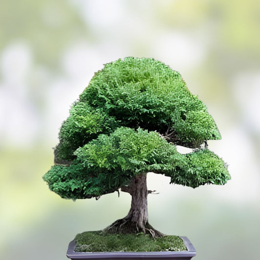 Hinoki Cypress Bonsai Tree Nana Dwarf Mame Shohin Chamaecyparis obtusa Live Plant Starter Cutting