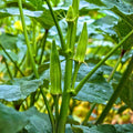 White Lady Radish Seeds 100 Count Non-GMO Raphanus sativus Vegetable Seeds for Gardening, Sprouting, Live Plant, Starter Plant