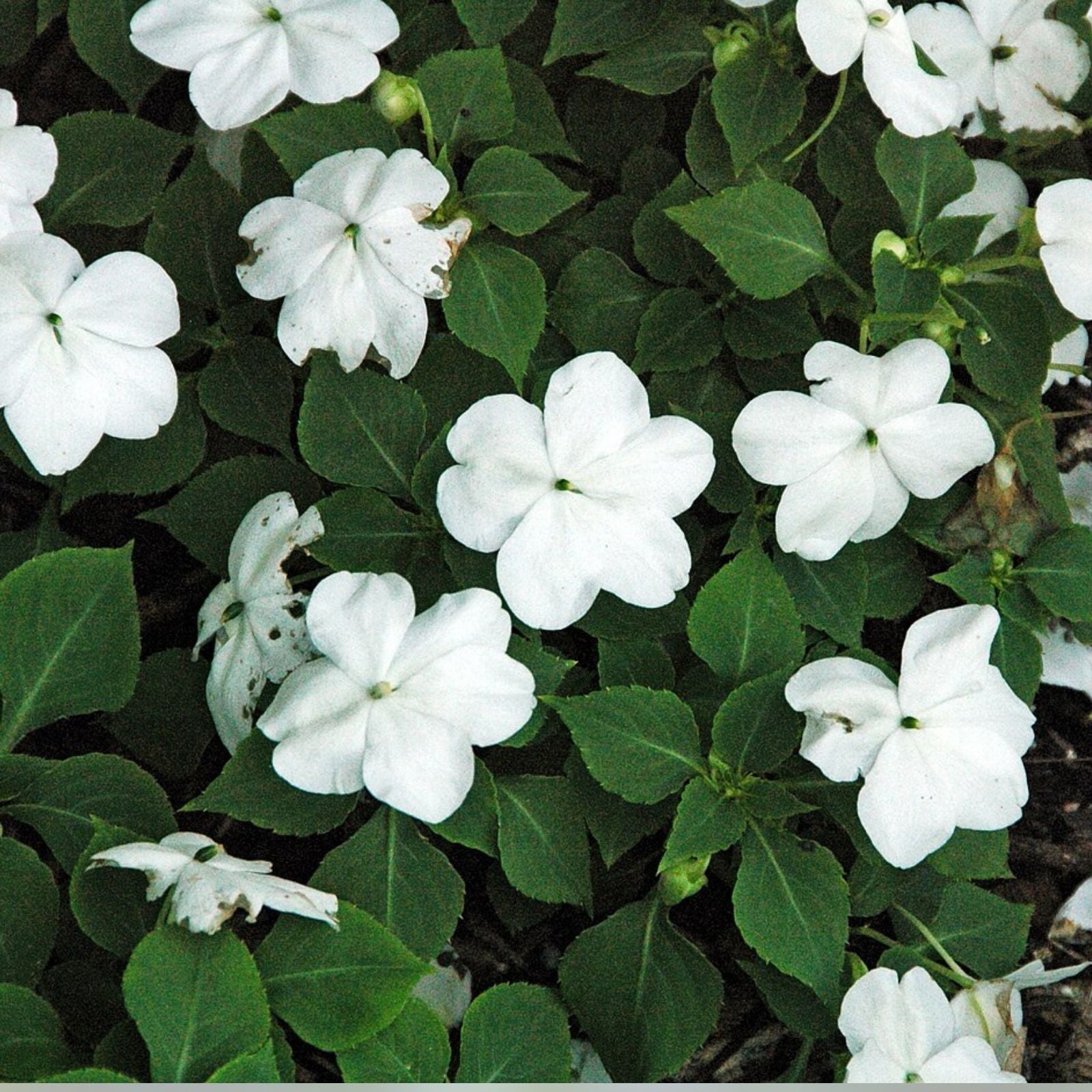 Impatiens walleriana Seeds 500 Pack – White Busy Lizzy Flower Seeds for Garden Patio Container Planting