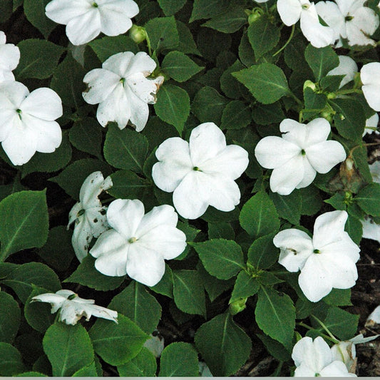 Impatiens walleriana Seeds 500 Pack – White Busy Lizzy Flower Seeds for Garden Patio Container Planting