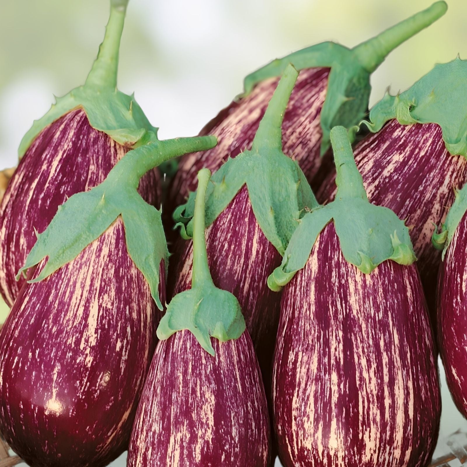 Galaxy of Stars Eggplant Seeds Organic Non-GMO Heirloom Vegetable Seeds 40 Pack Starter Plant