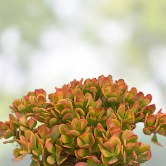 Jade Plant Cutting, Hummel's Sunset Variegated Succulent, Indoor Garden Starter, Crassula ovata, Fast Growing