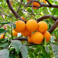 California Navel Orange Scions 6-8 inch Cuttings Citrus sinensis Grafting Live Plant Tree Propagation