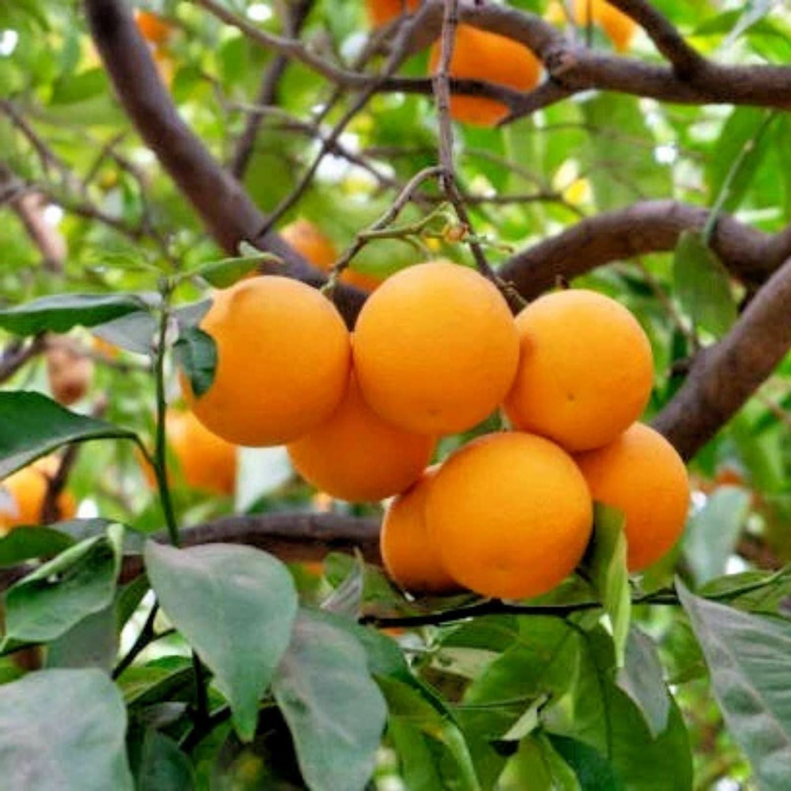 California Navel Orange Scions 6-8 inch Cuttings Citrus sinensis Grafting Live Plant Tree Propagation