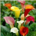 Calla Lily Bulbs for Planting - Mixed Color Flowering Bulbs - Zantedeschia spp. for Garden and Landscaping