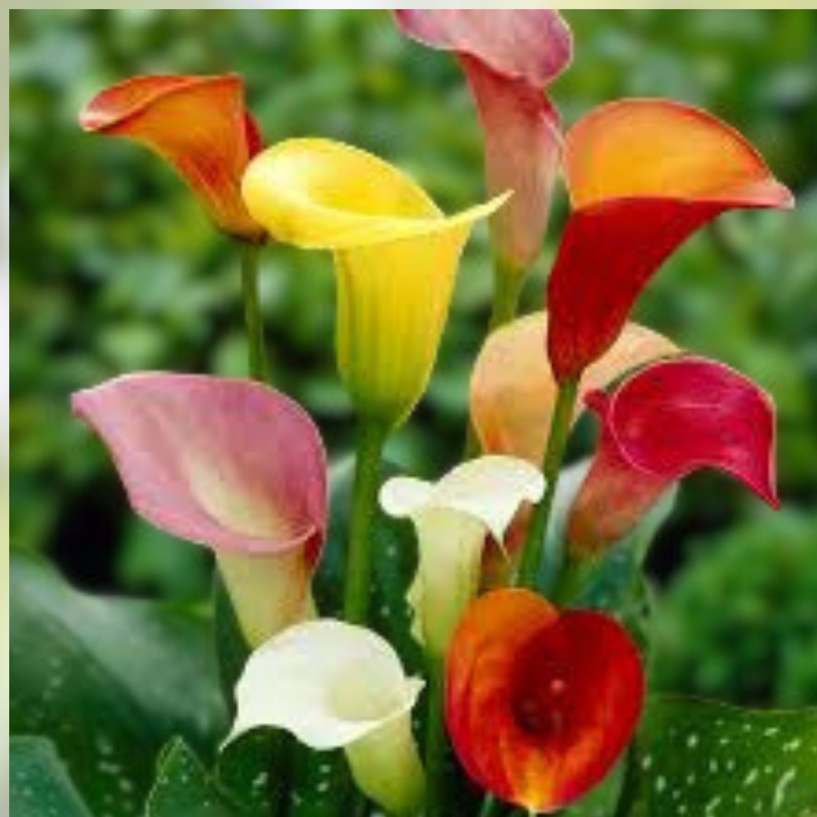Calla Lily Bulbs for Planting - Mixed Color Flowering Bulbs - Zantedeschia spp. for Garden and Landscaping