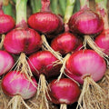 Heirloom Tomato Seeds Red Ponderosa Large Non-GMO Starter Plant for Home Garden, Vegetable Seeds, Organic Gardening