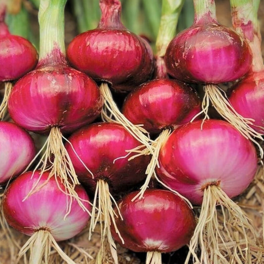 Heirloom Tomato Seeds Red Ponderosa Large Non-GMO Starter Plant for Home Garden, Vegetable Seeds, Organic Gardening
