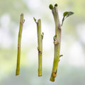Tree Collards Cuttings Organic Propagation Edible Leafy Greens Brassica Oleracea Alboglabra Heirloom Plant