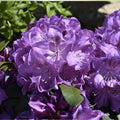 Rhododendron Starter Plant Florence Parks Well Rooted Rare Variety for Gardens and Landscapes - Fast Growing