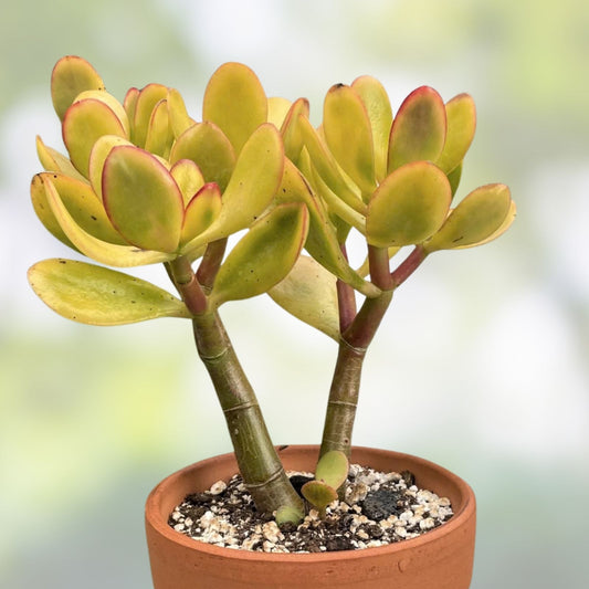 Jade Plant Cutting - Crassula ovata 'Hummel's Sunset' - Colorful Succulent for Indoor Garden - Fresh Stock