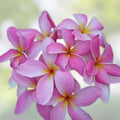 Rare Plumeria rubra Sariah's Curly Pink Cutting – Tropical Garden Plant, Live Starter Plant, 9-12 inches