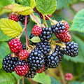 Sawtooth Giant Blackberry Plant 5-Pack Thorny Rubus fruticosus Fruit Bush Live Starter Plant
