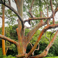 Rainbow Eucalyptus Seeds 40 Count - Eucalyptus deglupta Tropical Tree Seeds Fast Growing Evergreen Live Plant Starter