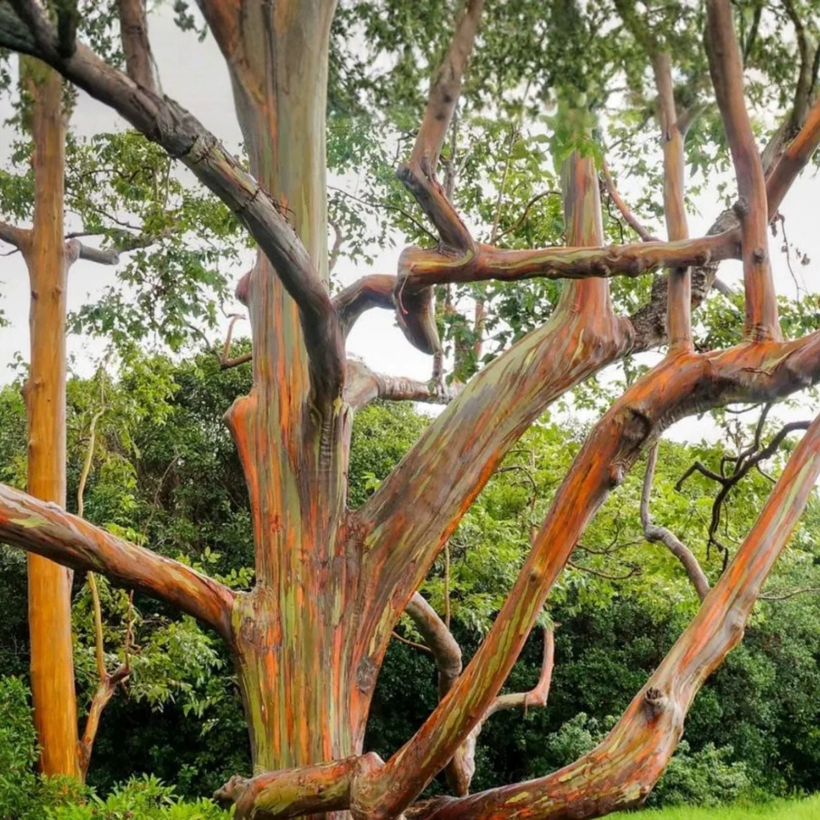 Rainbow Eucalyptus Seeds 40 Count - Eucalyptus deglupta Tropical Tree Seeds Fast Growing Evergreen Live Plant Starter