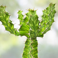 Lot of 2 Euphorbia pseudocactus Zig Zag Cactus Succulent Cuttings, 12" Long, Drought Tolerant Indoor Desert Plants