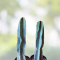 Cereus peruvianus Cactus Cutting 21cm, Columnar Succulent Plant, Live Houseplant, Garden, Indoor Decor, Unique Variety