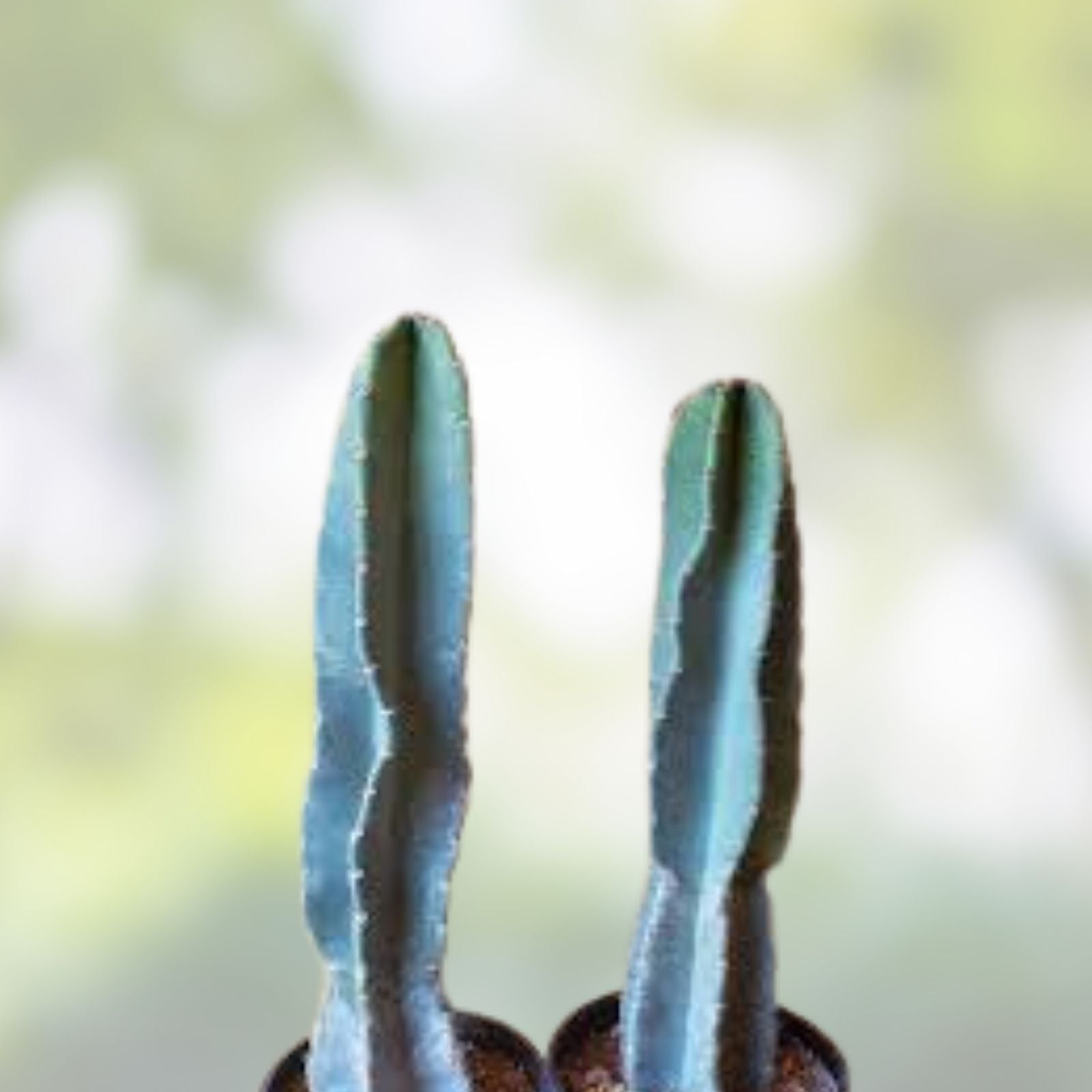 Cereus peruvianus Cactus Cutting 21cm, Columnar Succulent Plant, Live Houseplant, Garden, Indoor Decor, Unique Variety