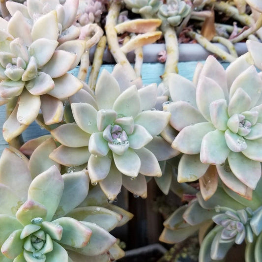 Graptosedum Ghosty Succulent Cutting 3-Inch Rare Live Indoor Cactus Plant for Garden Decor - bloomhavennursery
