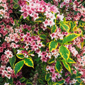 Weigela florida Variegated Leaves Pink Flowers Live Shrub 4-inch Garden Plant, Starter, Bare Root, Houseplant