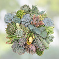 50 Assorted Succulent Cuttings Variety Pack - Drought Tolerant Houseplants, Easy to Grow, Indoor Decor, Live Plant, Starter Kit