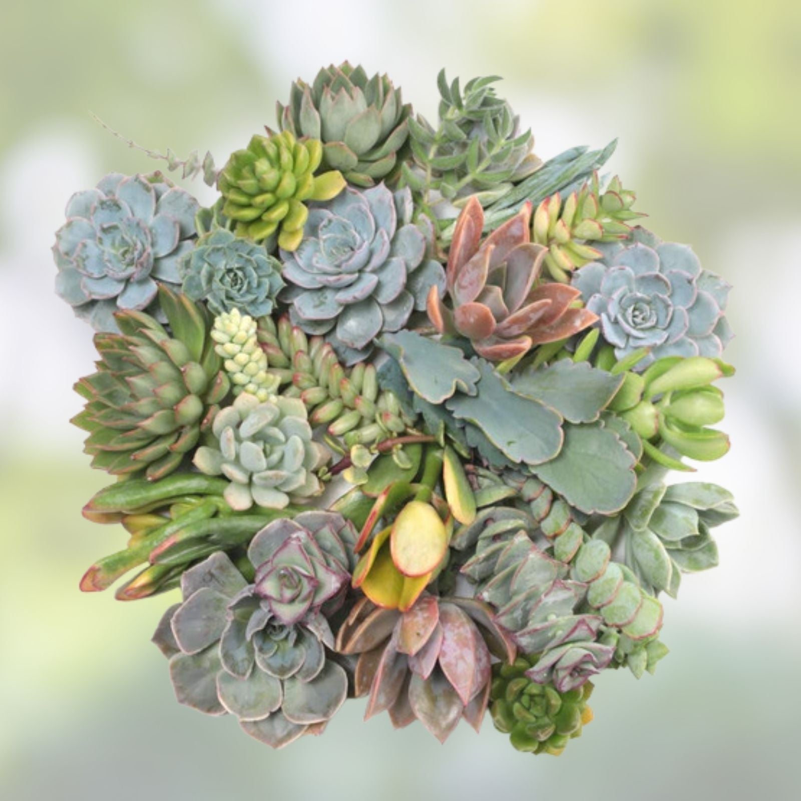 50 Assorted Succulent Cuttings Variety Pack - Drought Tolerant Houseplants, Easy to Grow, Indoor Decor, Live Plant, Starter Kit