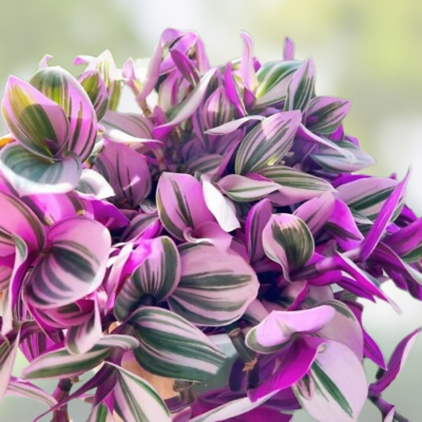 Tradescantia Nanouk Cuttings, Pink Wandering Jew Plant, Live Houseplant, 3-4 Inch Starter, Unrooted Plant Cutting