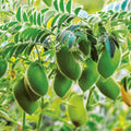 Dragon Tongue Bean Seeds 20 Pack Heirloom Edible Snap Beans Organic Gardening Phaseolus vulgaris