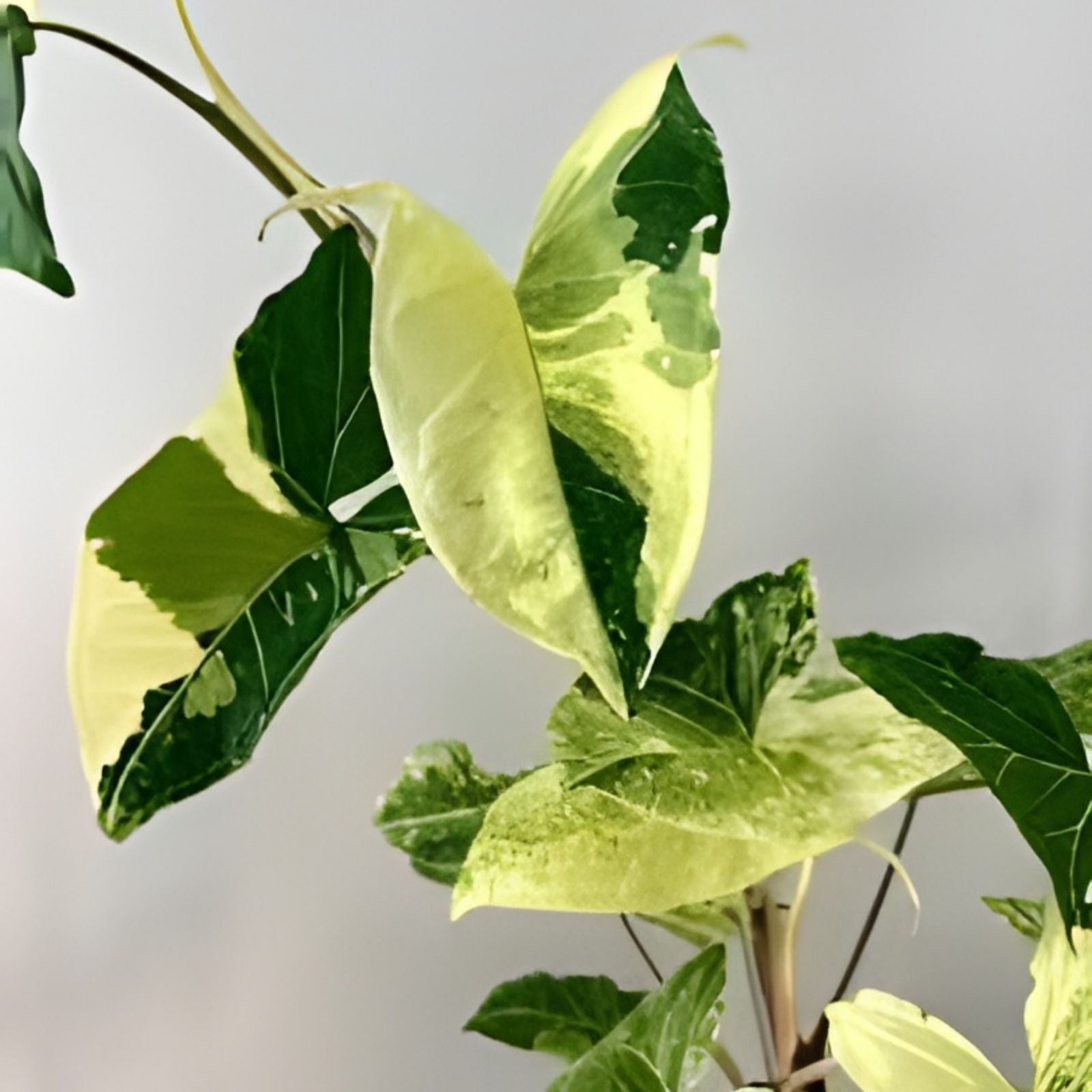 Syngonium Three Kings Cutting Live Plant 2 Leaves 2 Nodes Houseplant Starter Plant