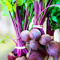 Beet Seeds Non-GMO Heirloom Early Wonder Beta vulgaris Vegetable Garden Starter Plant 100