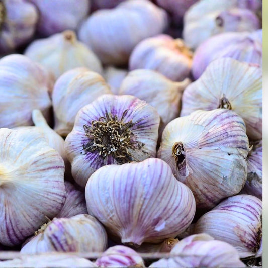 Organic California Softneck Garlic Bulb 1lb, Live Plant, Allium sativum, Culinary Herb, Garlic Starter, Bare Root, Growing Plant
