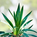 Variegated Yucca Plant 1 Gallon Hybrid Solaris Live Succulent Houseplant Cutting Bare Root