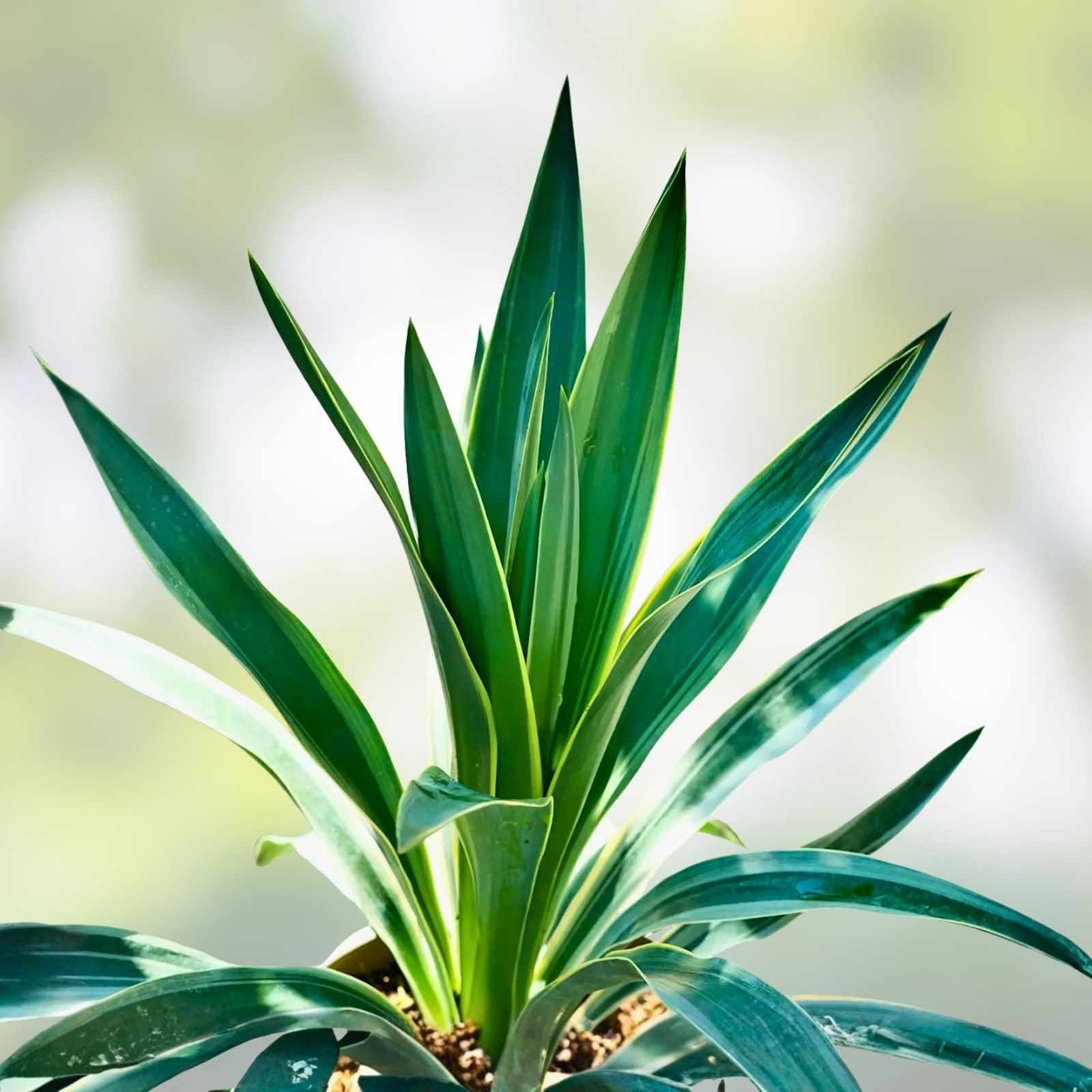 Variegated Yucca Plant 1 Gallon Hybrid Solaris Live Succulent Houseplant Cutting Bare Root