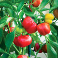 Red Pimento Pepper Seeds 1000 Non-GMO Capsicum annuum Vegetable Seeds for Gardening and Cooking