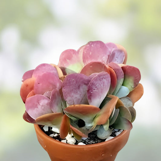 Lavender Kalanchoe Luciae Succulent Cuttings 4-6” Unrooted Houseplant Propagation - BloomHavenNursery